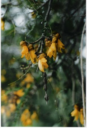 South Island Kowhai